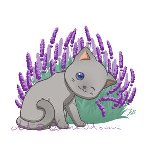 Lavender kitty